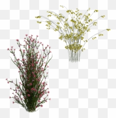 Shrubs Pretty Flowers - Free image on Pixabay Bouquet png