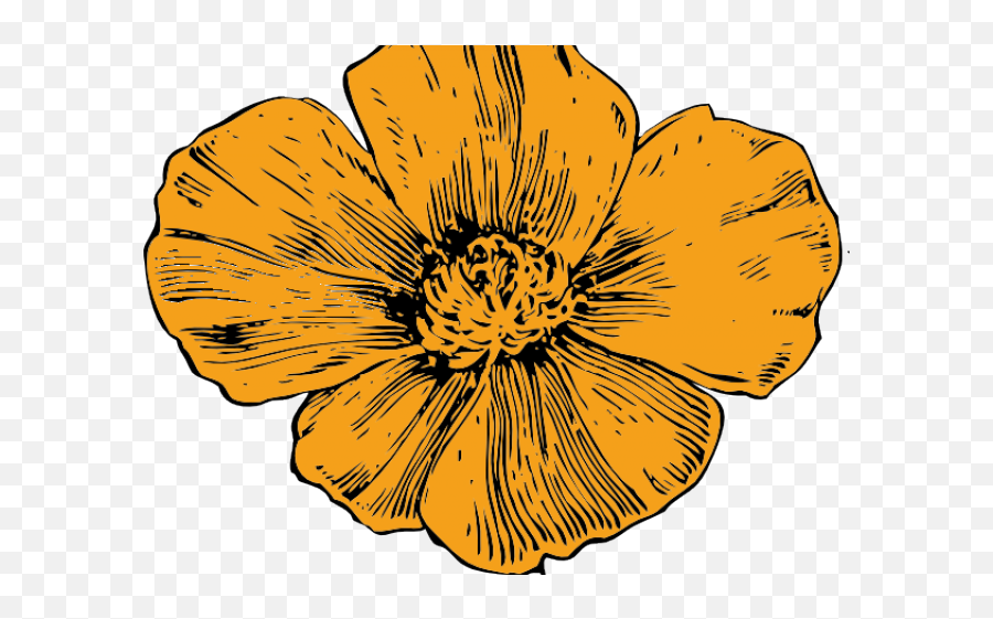 Download California Poppy Flower Drawing Png Image With No - California Poppy Flowers Poppy Drawing,Flower Drawing Png