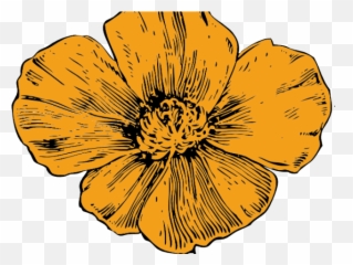 Download California Poppy Flower Drawing Png Image With No - Flowers
