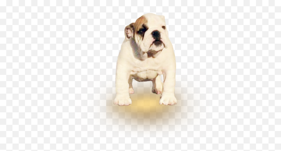 Bull Dog Png - Olde English Bulldogge,Bull Dog Png