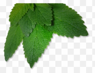 Restaurants In Gahanna - Dining Details Spearmint Png,Mint Leaves Png