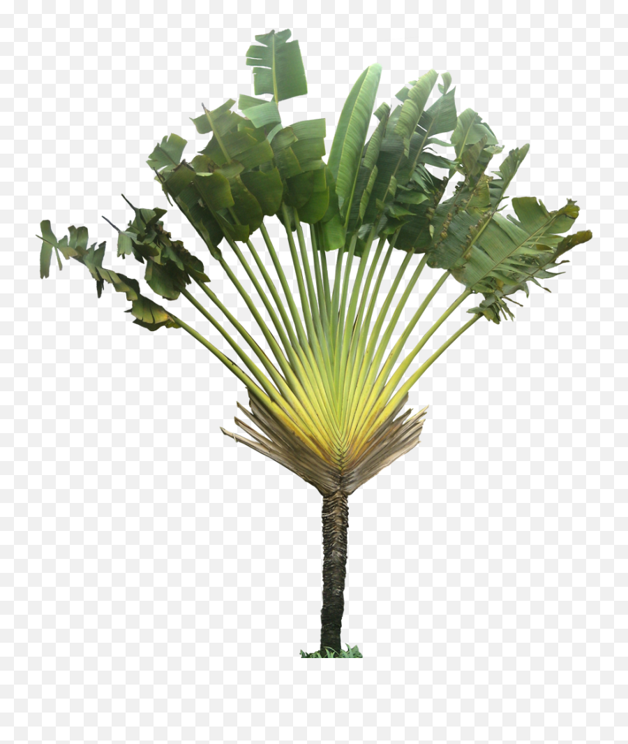 Ravenala03lpng 883993 Plants Plant Images Trees To - Ravenala Madagascariensis,Shrub Transparent Background