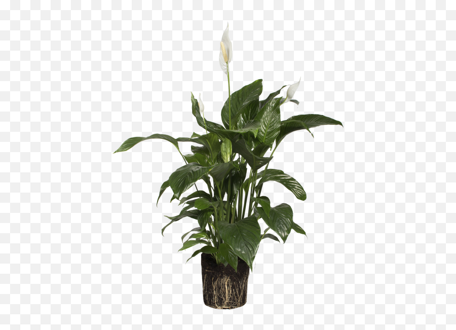 White Poinsettia Png - Peace Lily Flowerpot 5377598 Flowerpot,Poinsettia Transparent Background