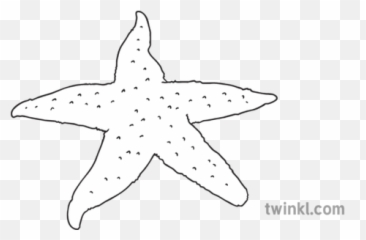Starfish Sea Creature Pirate Eyfs Black And White Rgb - Starfish Png,Starfish Transparent