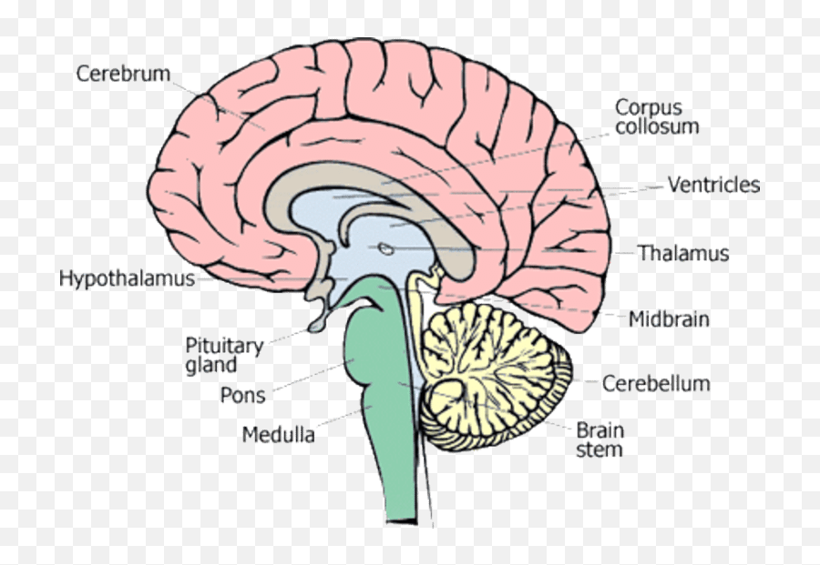Download Free Png 1 U2013 Different Parts Of Human Brain 13 - Brain Central Nervous System,Human Brain Png