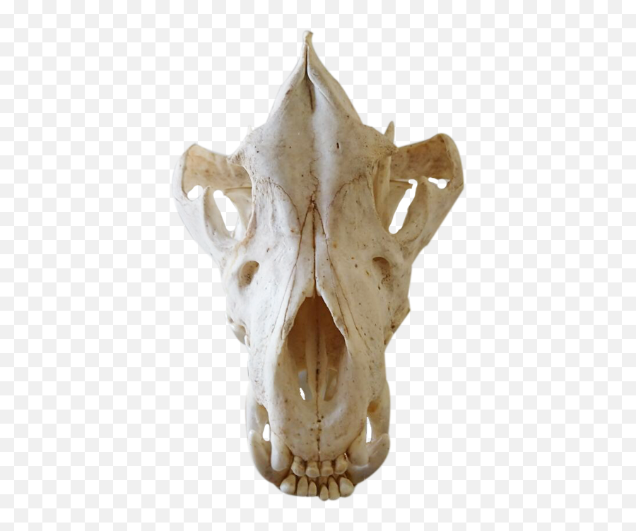 Brown Hyena Skull - Bhs3 Skull Png,Hyena Png