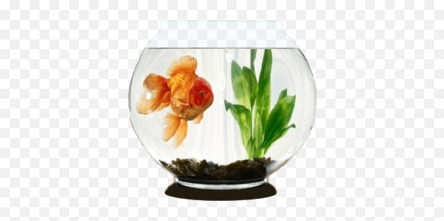 Aquarium Garmin Connect Iq - Gold Fish In Aquarium Gif Png,Goldfish Icon