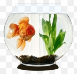 Aquarium Garmin Connect Iq - Gold Fish In Aquarium Gif Png,Goldfish Icon