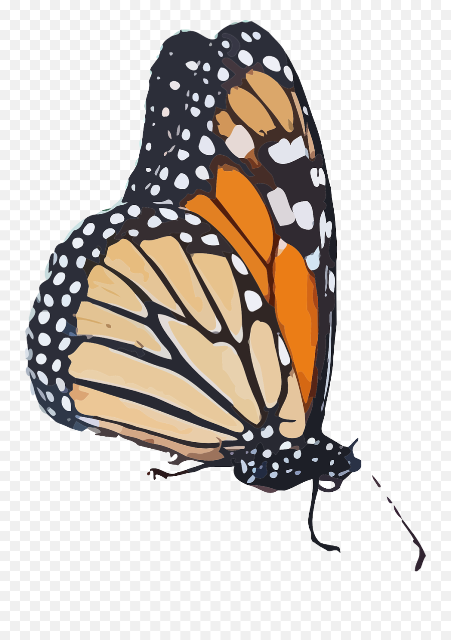 Monarch Butterfly Clipart Transparent Background - Monarch Monarch Butterfly Transparent Background Png,Butterflies Transparent Background
