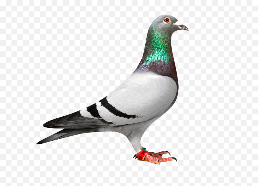 Pigeon Png Transparent - Racing Pigeon,Pigeons Png