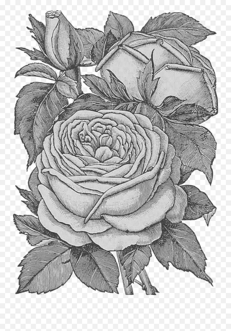 Flowers Transparent Roses - Pencil Drawing Bouquet Of Flowers Png,Roses Transparent