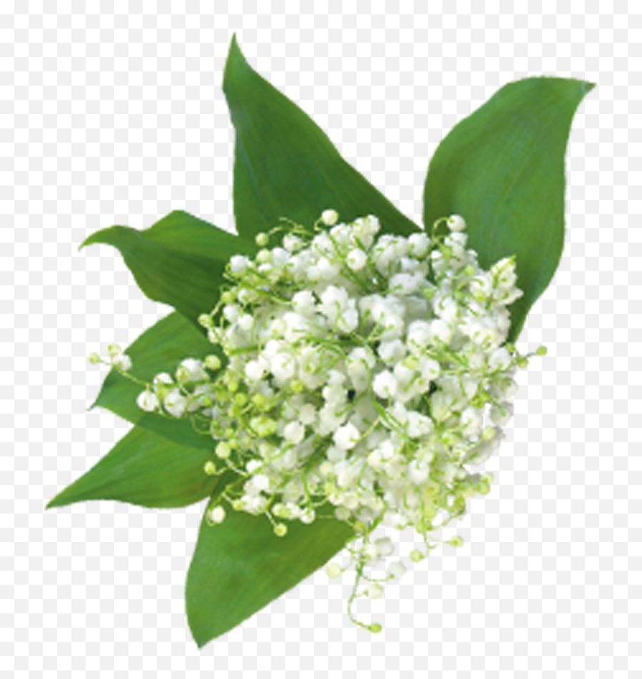 Baby Breath Flower Png Picture - Baby Breath Flower Vector,Baby's Breath Png