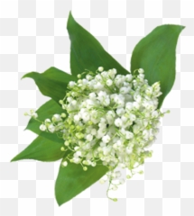 Baby Breath Flower Png Picture - Baby Breath Flower Vector,Baby's Breath Png