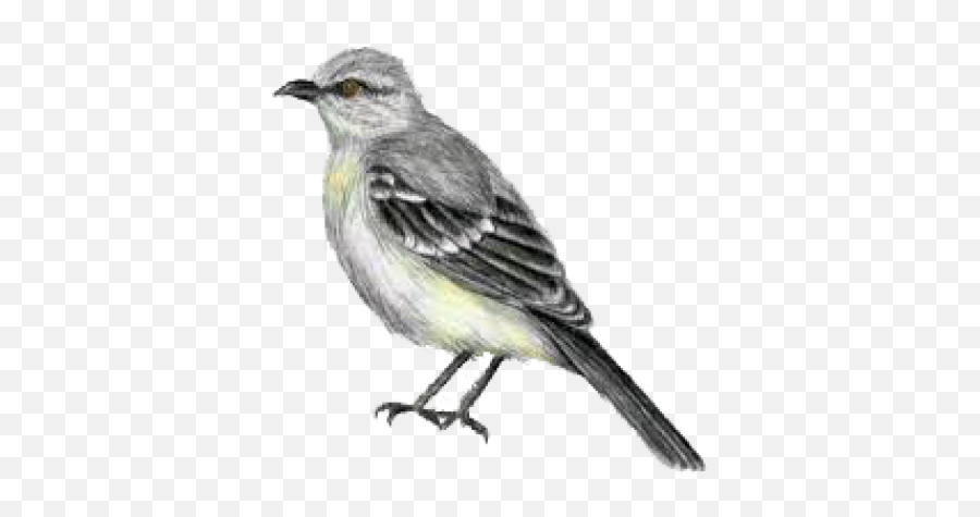 Download Free Png Mockingbird - Southern Mockingbirds,Mockingbird Png