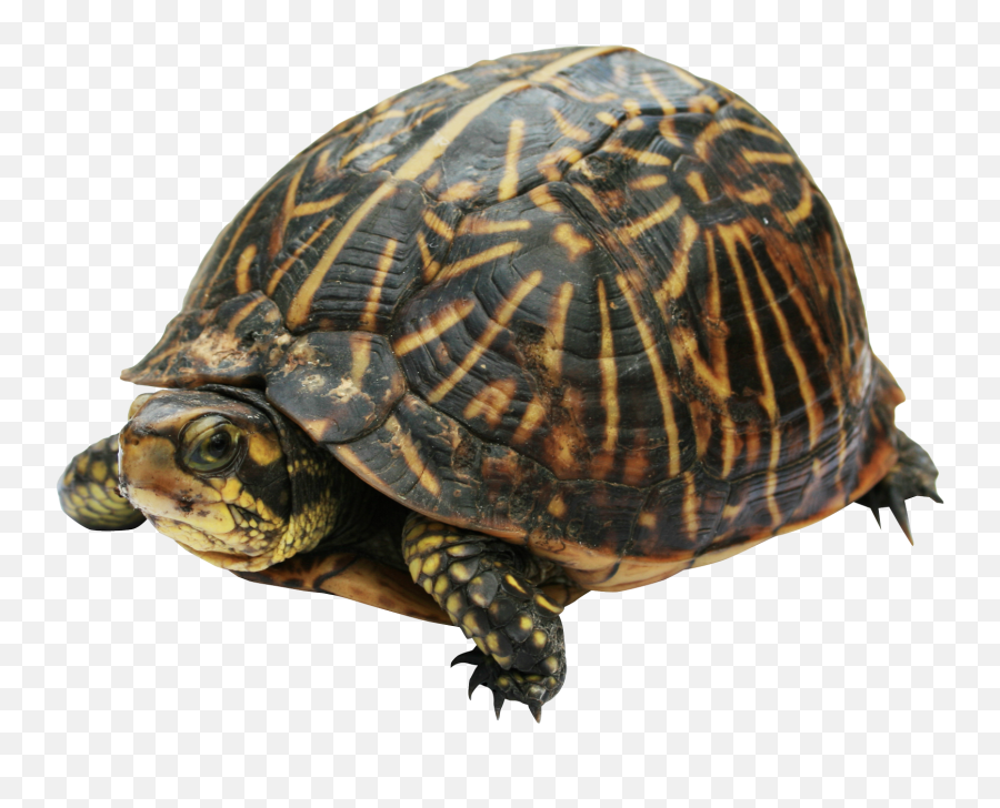 Turtle Png Image For Free Download - Much Do Turtles Cost,Turtle Png