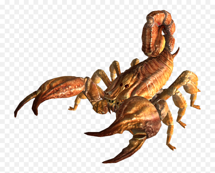 Scorpion Animal Transparent U0026 Png Clipart Free Download - Ywd Albino Radscorpion Fallout 3,Scorpion Png