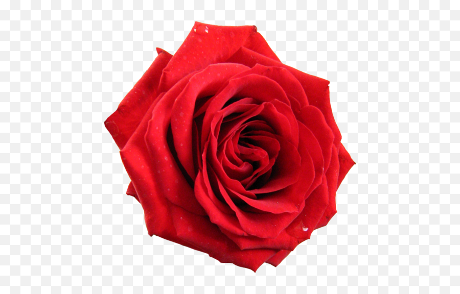 Transparent Red Rose - Rose Png,Red Flower Transparent