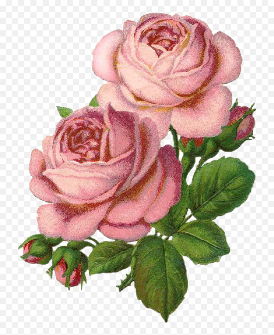Roses Rosas Draw Drawing Dibujo Sticker - Lovely Png,Rosas Png - free transparent png images - pngaaa.com