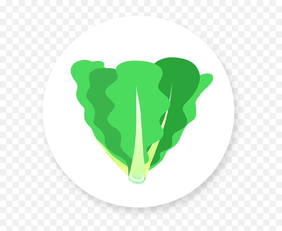 Romaine Lettuce - Illustration Transparent Cartoon Jingfm Fresh Png,Romaine Lettuce Png