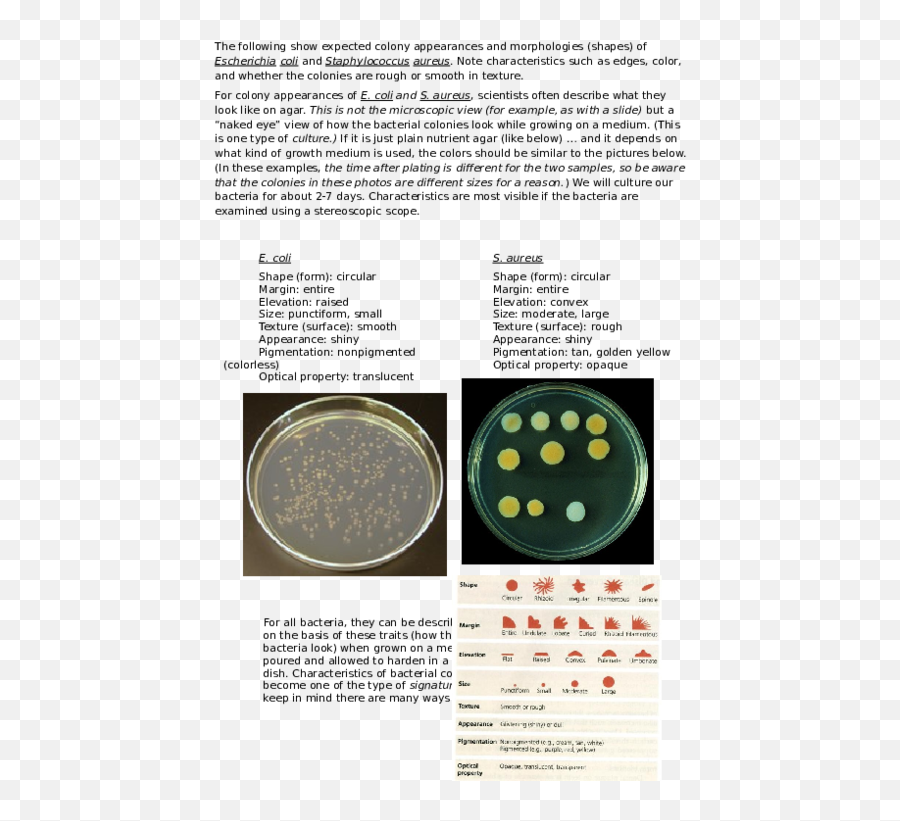 Doc Bacteria Colony Appearance Morphology Nurul Ming - Dot Png,Bacteria Transparent
