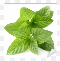 Mint Leaves Wall Mural U2022 Pixers - We Live To Change Houseplant Png,Mint Leaves Png