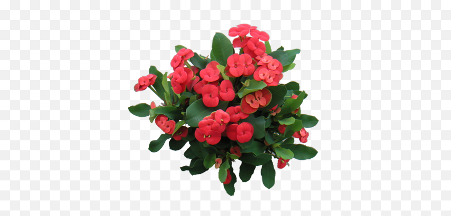 My Crown Of Thorns Looks Like This When It Blooms - Euphorbia Milii Png,Crown Of Thorns Png