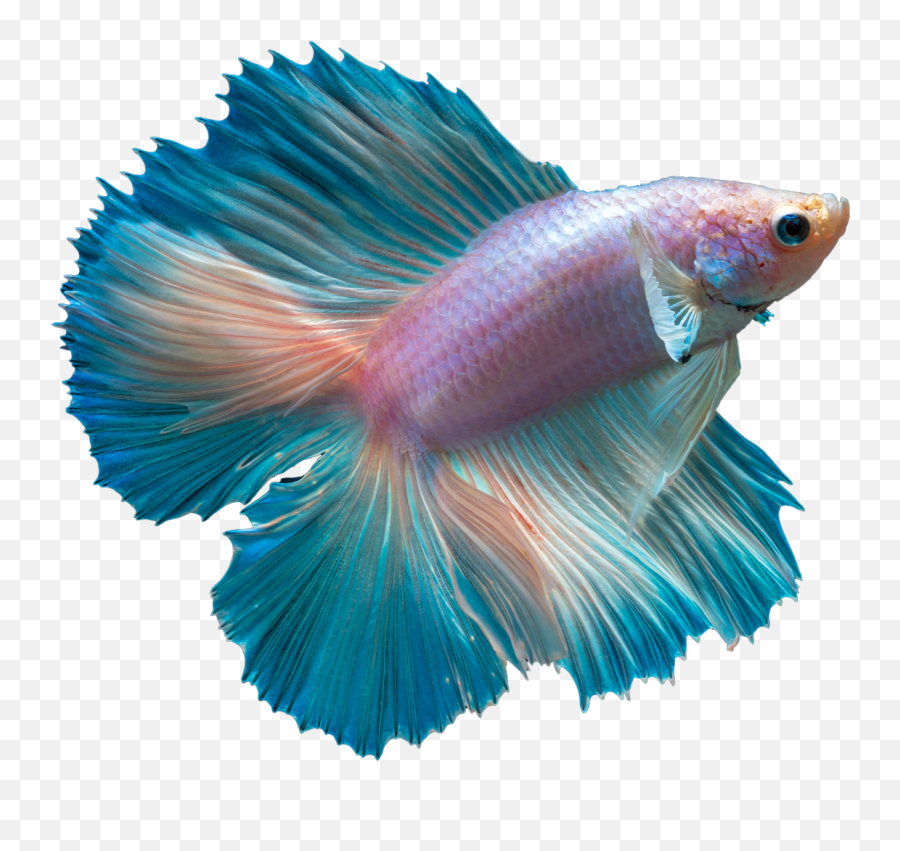 Clip Art Betta Fish In The Wild - Betta Fish Transparent Betta Fish Transparent Background Png,Fish Transparent Background