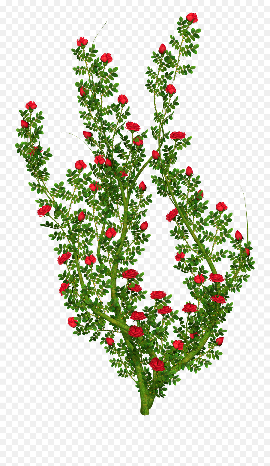 Bush Clipart Flower Transparent Free For - Transparent Background Rose Bush Clipart Png,Shrub Transparent Background