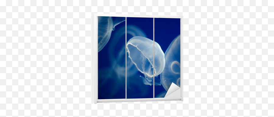 Beautiful White And Transparent - Transparent Jellyfish Png,Transparent Jellyfish
