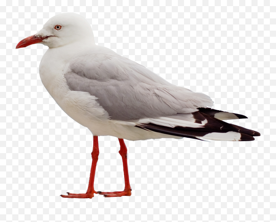 Seagull Png Transparent Image - Seagull Png,Seagull Png
