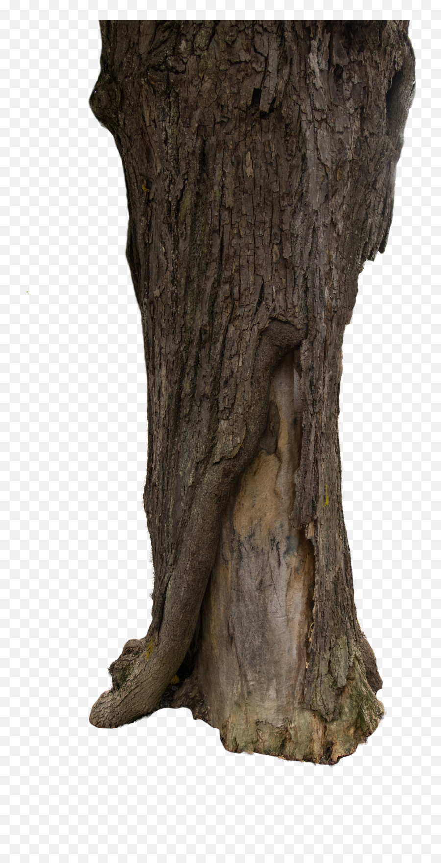Download Tree Bark Texture Png