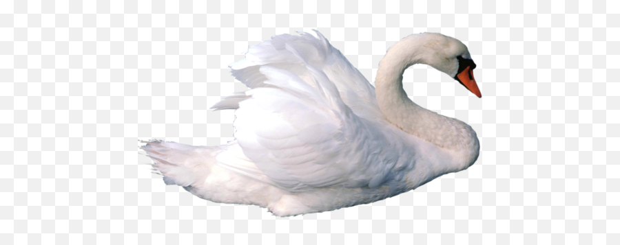 Swan Png - Transparent Swan Png,Swan Png