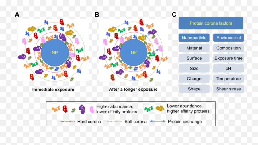 The Formation Of Protein Corona And Exchange Adsorbed - Protein Layer Corona Png,Coronas Png