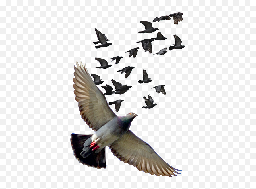 Pigeon Png Photos - Pigeons Flying Png Hd,Pigeons Png