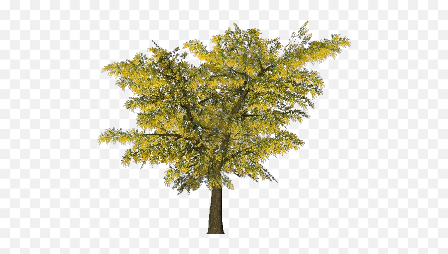 3d Trees - Acacia Dealbata Png,Tall Tree Png