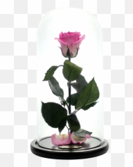 Pink Preserved Rose Beauty And The Beast Glass Dome Png