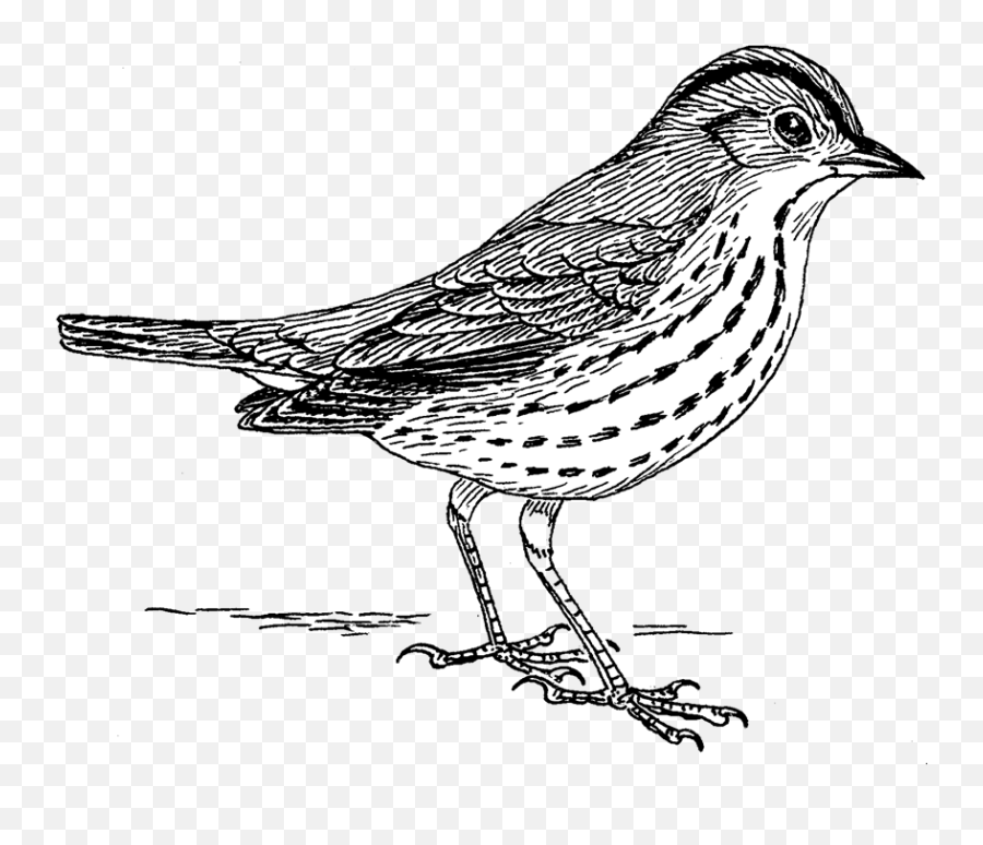 Oven Bird Sparrow Png No Background - Bird Drawing Png,Sparrow Png