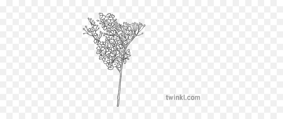 Babys Breath Flowers Black And White 1 - Black And White Baby Breath Png,Baby's Breath Png