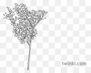 Babys Breath Flowers Black And White 1 - Black And White Baby Breath Png,Baby's Breath Png