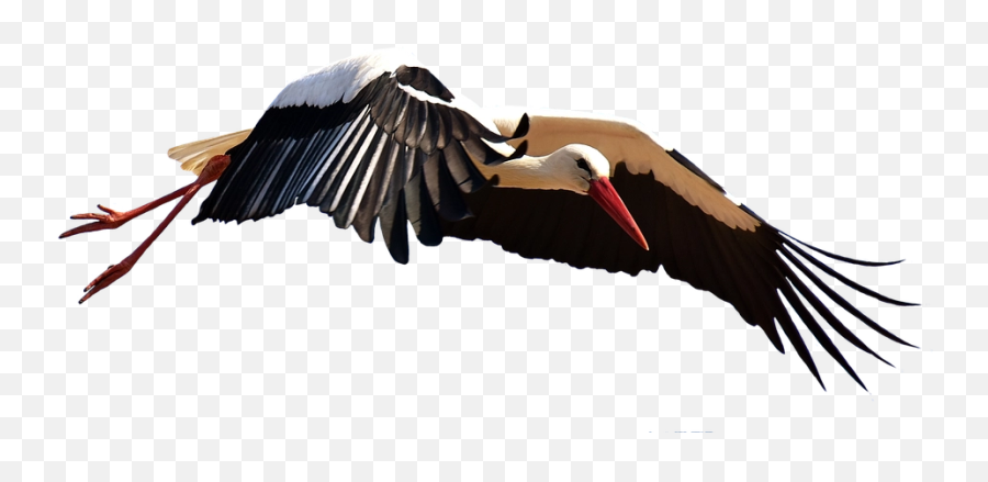 Download Free Png Stork Image File - Stork Png Flying,Stork Png