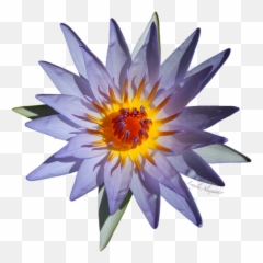 Purple Water Lily Transparent T - Shirt Sacred Lotus Png,Lily Transparent