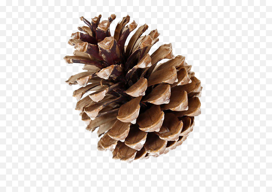 Pinecone Png Free Download - Pinecone Png,Pine Cone Png