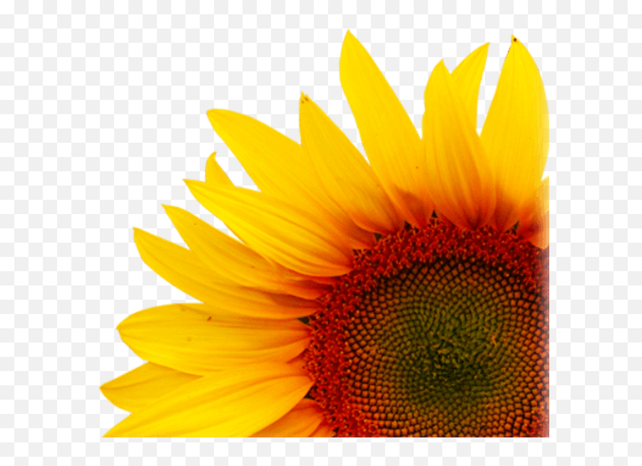 Png Background - Creative Sunflower Transparent Png,Sunflower Transparent Background