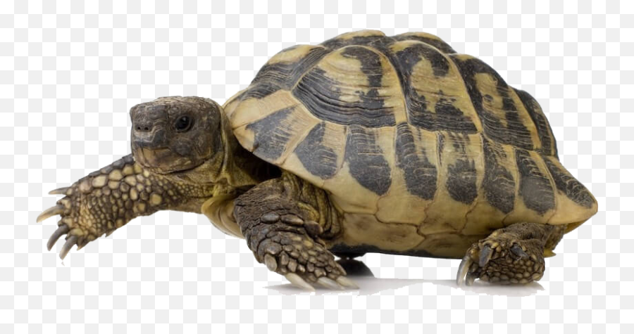 Transparent Turtle Pictures - Turtle Png,Turtle Png