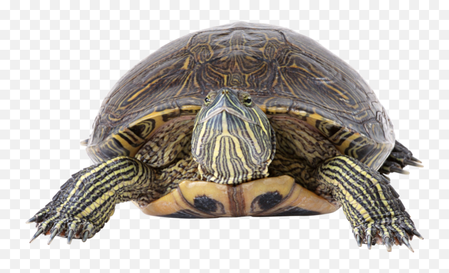 Download Turtle Png Image With Transparent - Red Eared Slider Png,Turtle Transparent Background
