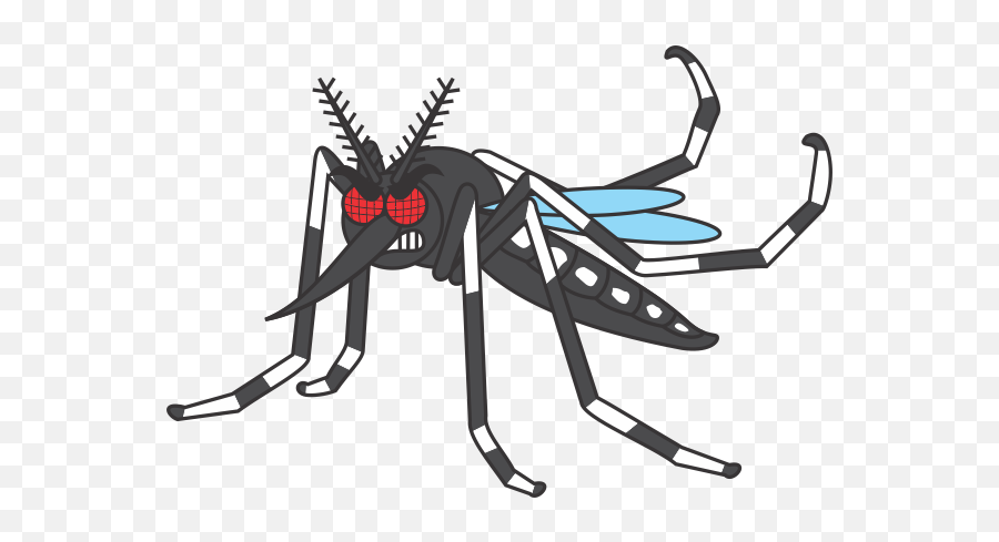 Mosquito Da Dengue Desenho Png - Mosquito Aedes Aegypti Desenho Do Mosquito Aedes Aegypti,Mosquito Png