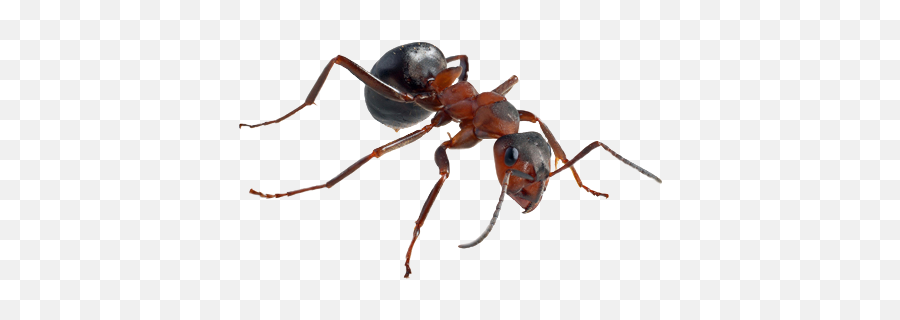 Ant Png - Ant High Res,Ant Transparent Background