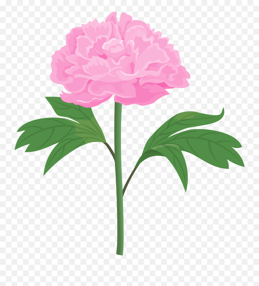 Peony Flower Clipart - Pink Peonies Flowers Clipart Png,Peony Transparent