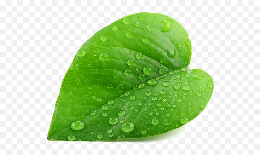 Mint Leaf Transparent U0026 Png Clipart Free Download - Ywd Real Green Leaf Png,Mint Leaves Png
