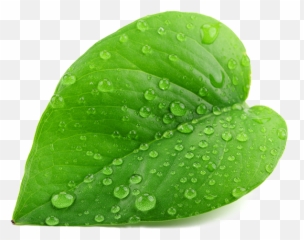 Mint Leaf Transparent U0026 Png Clipart Free Download - Ywd Real Green Leaf Png,Mint Leaves Png
